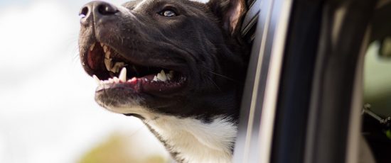 Prendre soin de la santé bucco-dentaire de son chien en 4 gestes essentiels !